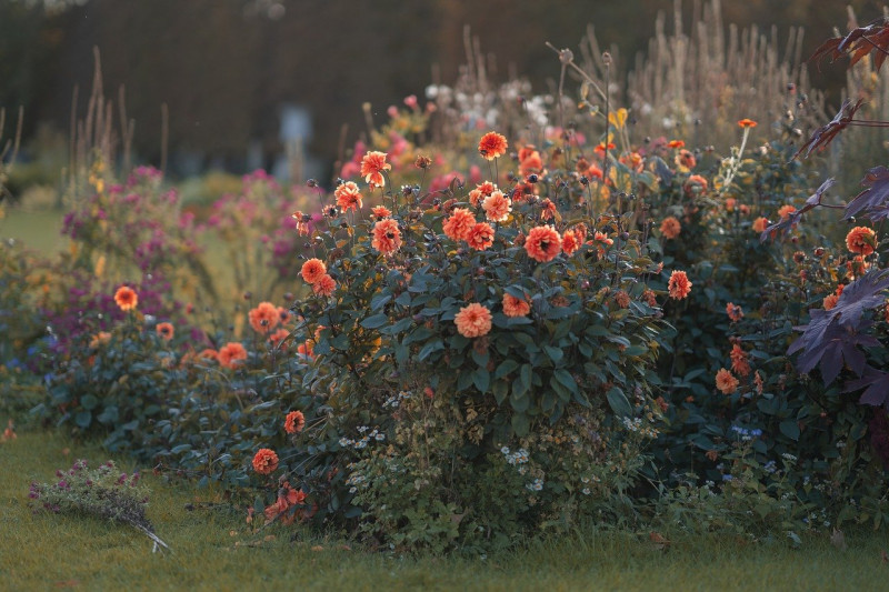 dahlia - knollen - planten in de tuin - welke maand en hoe